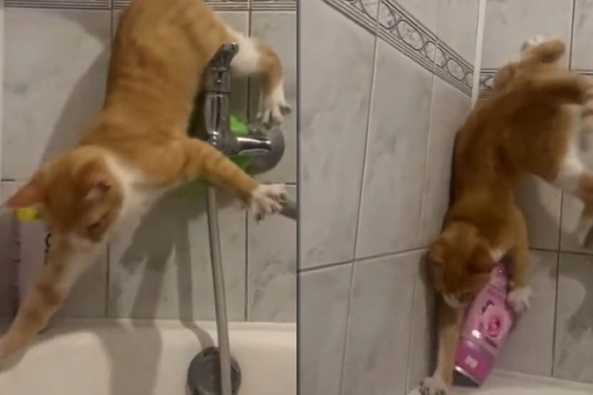 Сміховинні спроби кота не впасти у ванну з водою розсмішили мережу — рівень ніндзя. Ці кадри варто побачити.