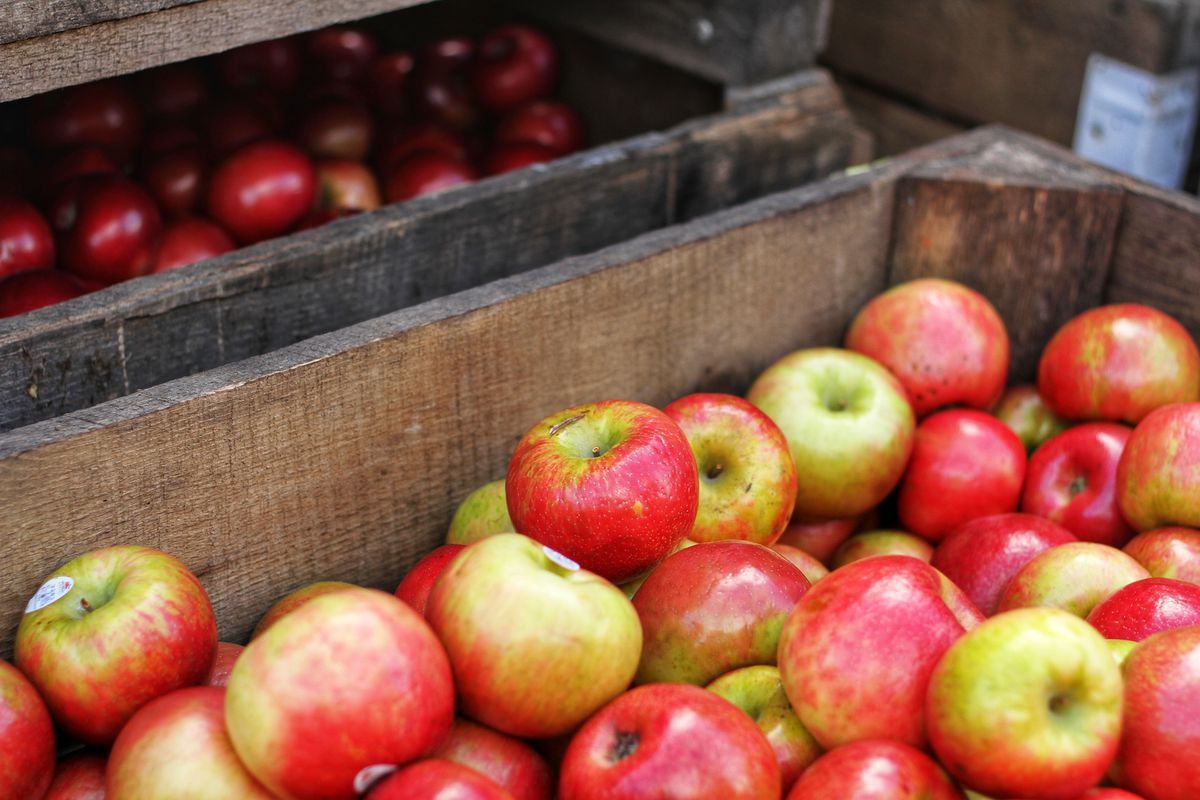 Як зберегти лежкі сорти яблук до весни. Існують способи тривалого зберігання врожаю яблук.