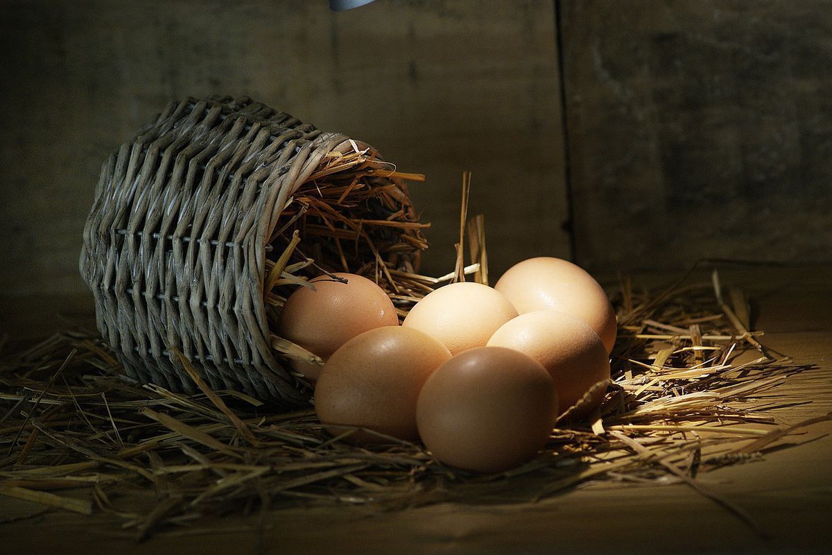 Популярні міфи про курячі яйця, в які соромно вірити в XXI столітті. Численні стереотипи про яйця, які є вигадкою.