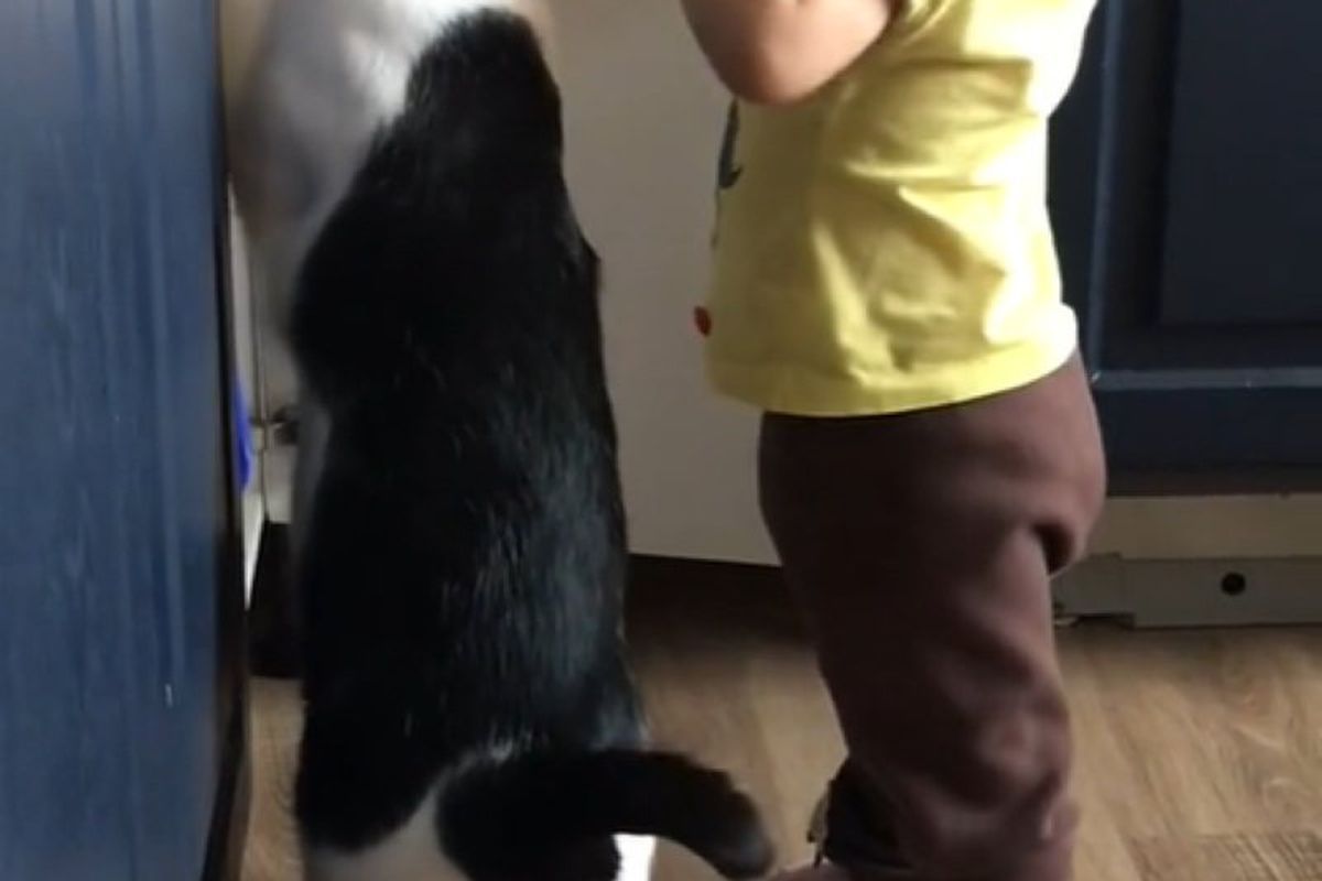Зухвале "пограбування" кухні однорічною дитиною і котом потрапило на відео. Подивіться, ви такого ще не бачили!