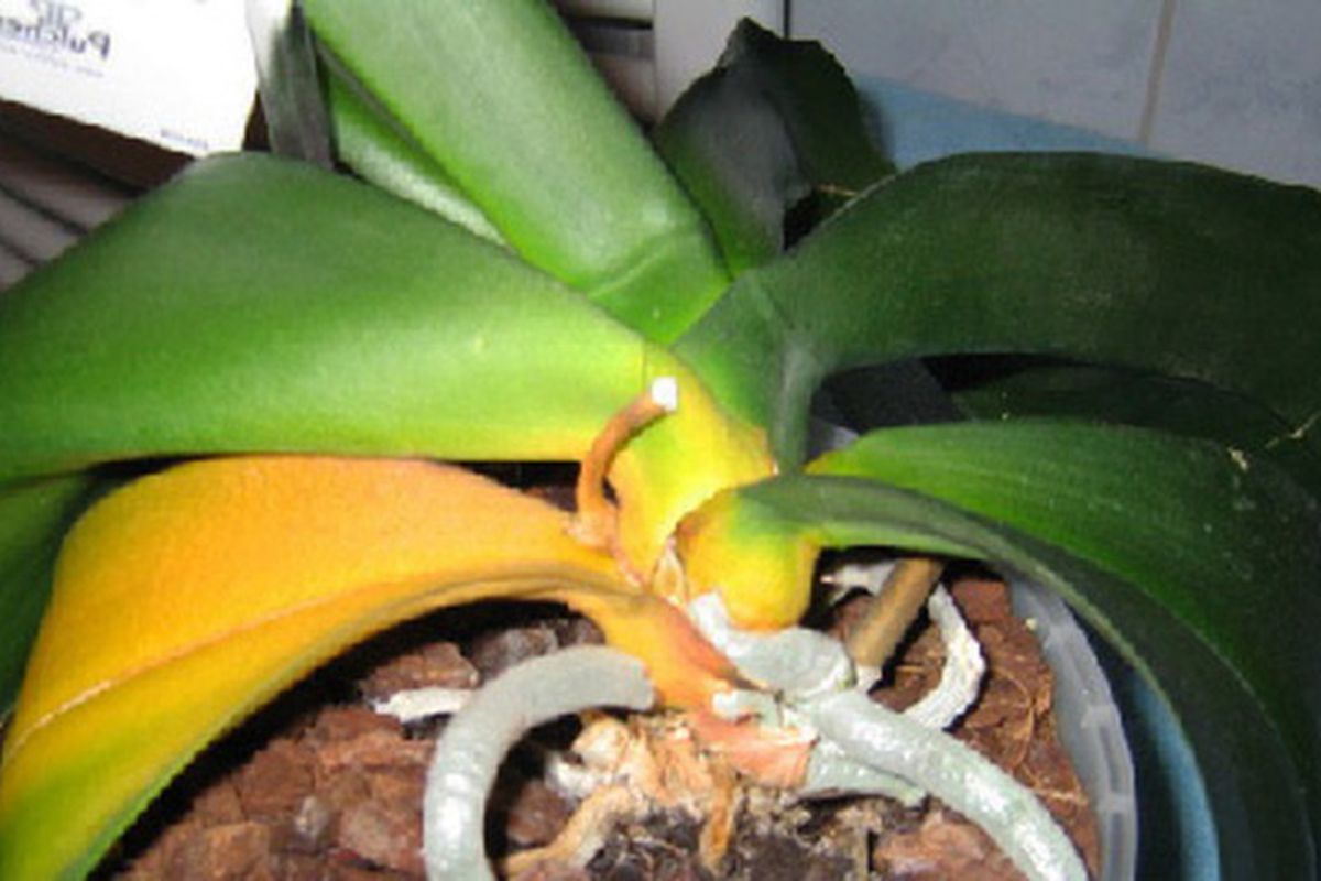 Чому в орхідеї жовтіє листя — це норма або хвороба. Як же зрозуміти чому таке трапилося?