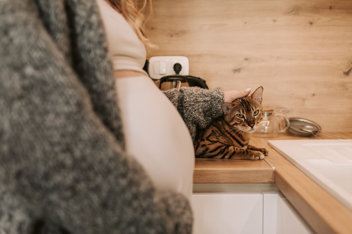 Чи відчувають кішки вагітність господині і як саме. Як підготувати кішку до появи дитини в будинку.
