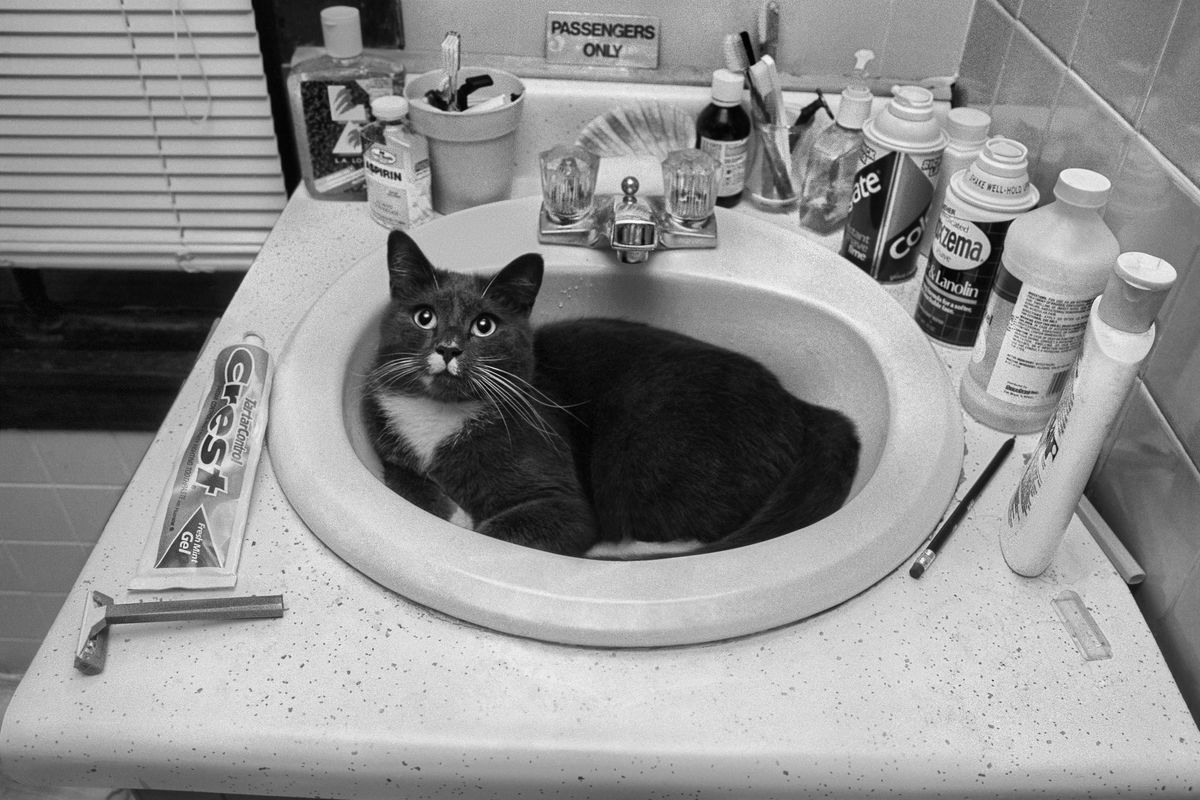 Навіщо кішки заходять до ванної кімнати, якщо їм не подобається купатися. У кішок є певні причини, щоб заходити до ванної кімнати.
