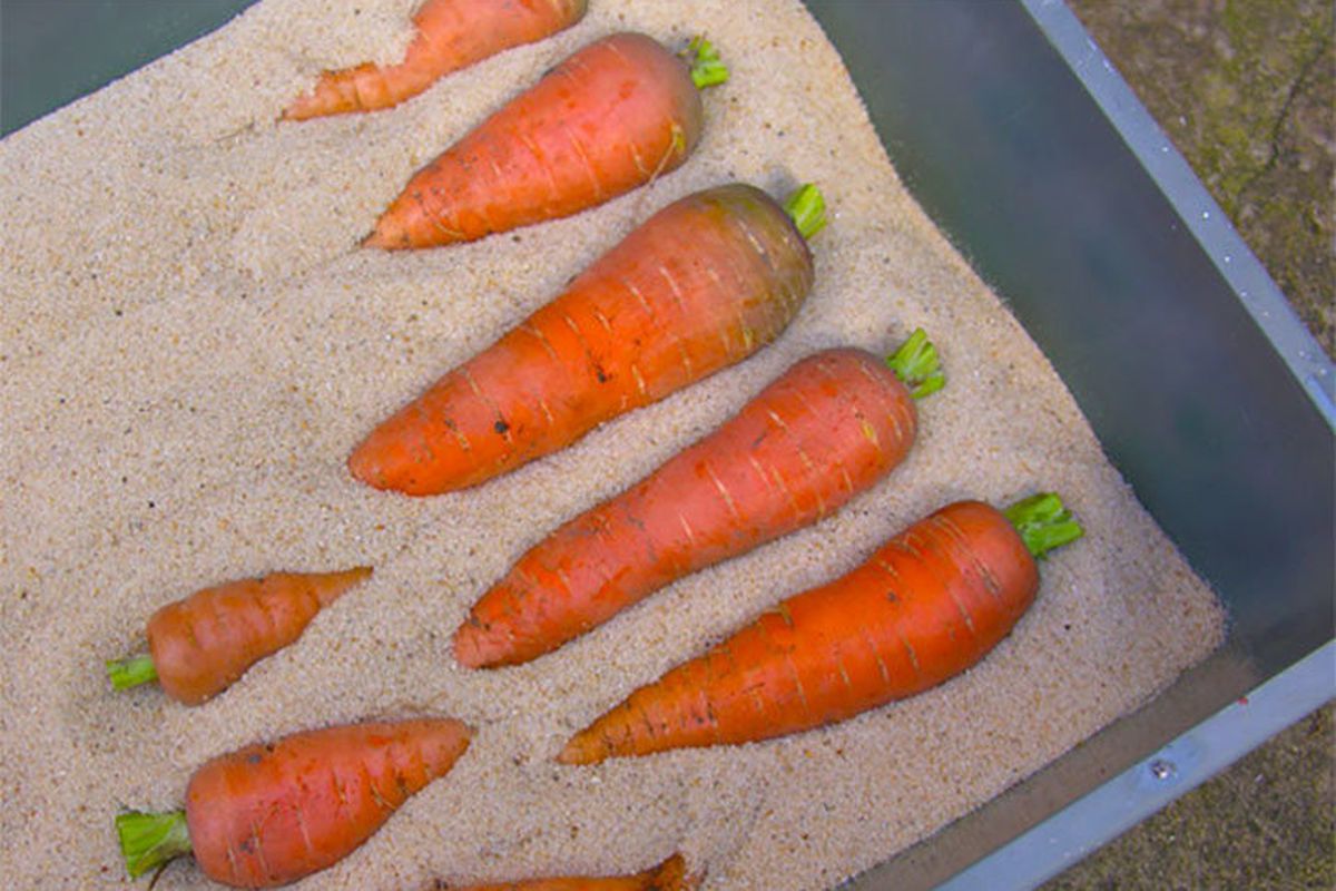 Корисні поради щодо зберігання моркви взимку. Існує простий спосіб зберігання моркви взимку.