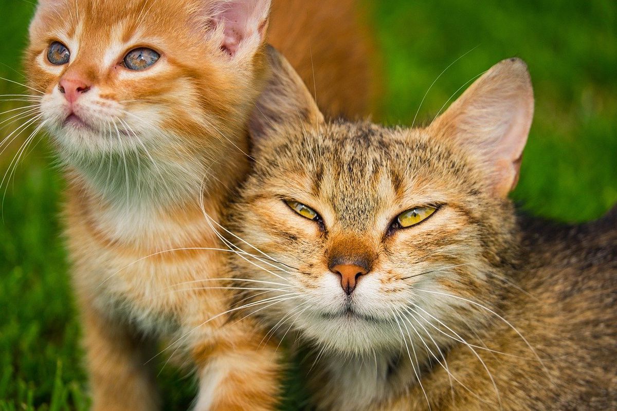 Зоологи пояснили, чому кішки іноді відкушують вуса своїх родичів. Причини такої дивної поведінки.
