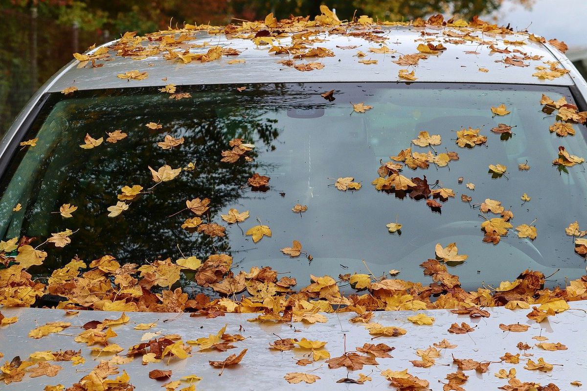 Опале листя — чим воно небезпечне для автомобіля. Роз'яснюємо нюанси осінньої експлуатації авто.