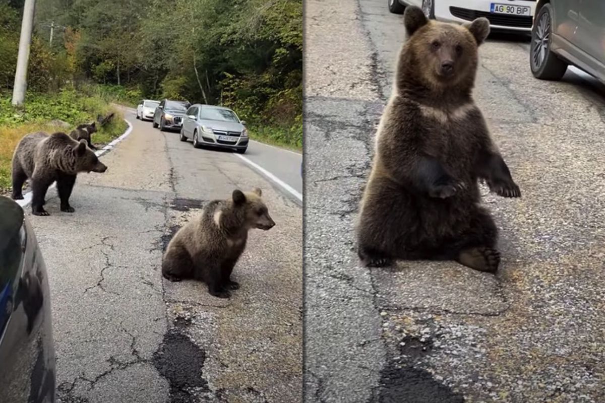 Відео з ведмедиком, який вирішив відпочити на узбіччі жвавої дороги, стало вірусним. Мишка покинули сили прямо посеред траси.