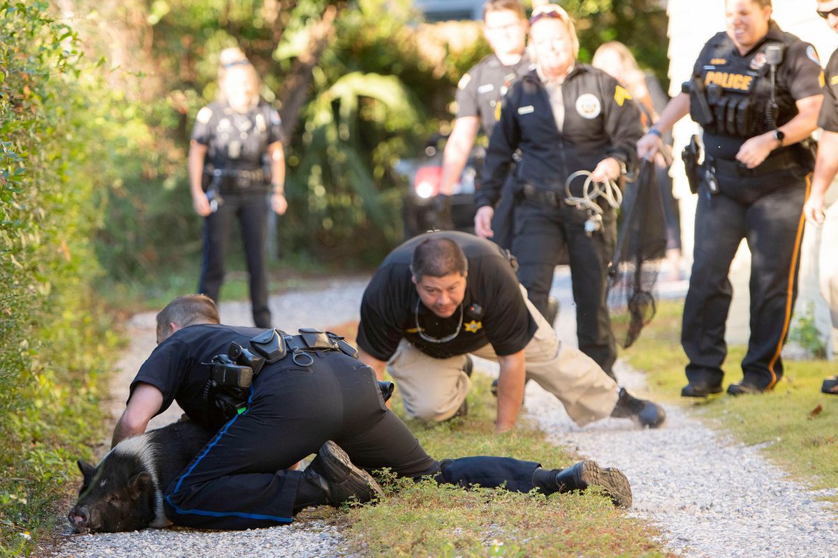 У Флориді поліцейські влаштували годинну погоню за свинею, яка раз у раз вислизала від них. Виклик обернувся найцікавішою і найдинамічнішою гонитвою в їхньому житті.