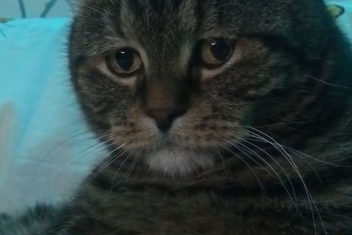Серця людей у TikTok підкорює сумний котик на прізвисько Міша. У вихованця є свій акаунт на відеоплатформі.