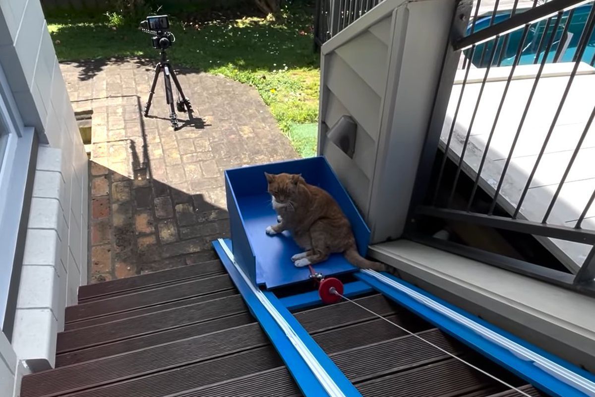 Ютубер з Нової Зеландії побудував ліфт для свого старенького котика, якому важко ходити сходами. Тепер 20-річному пухнастику Фродо буде легше виходити до улюбленого басейну біля будинку.
