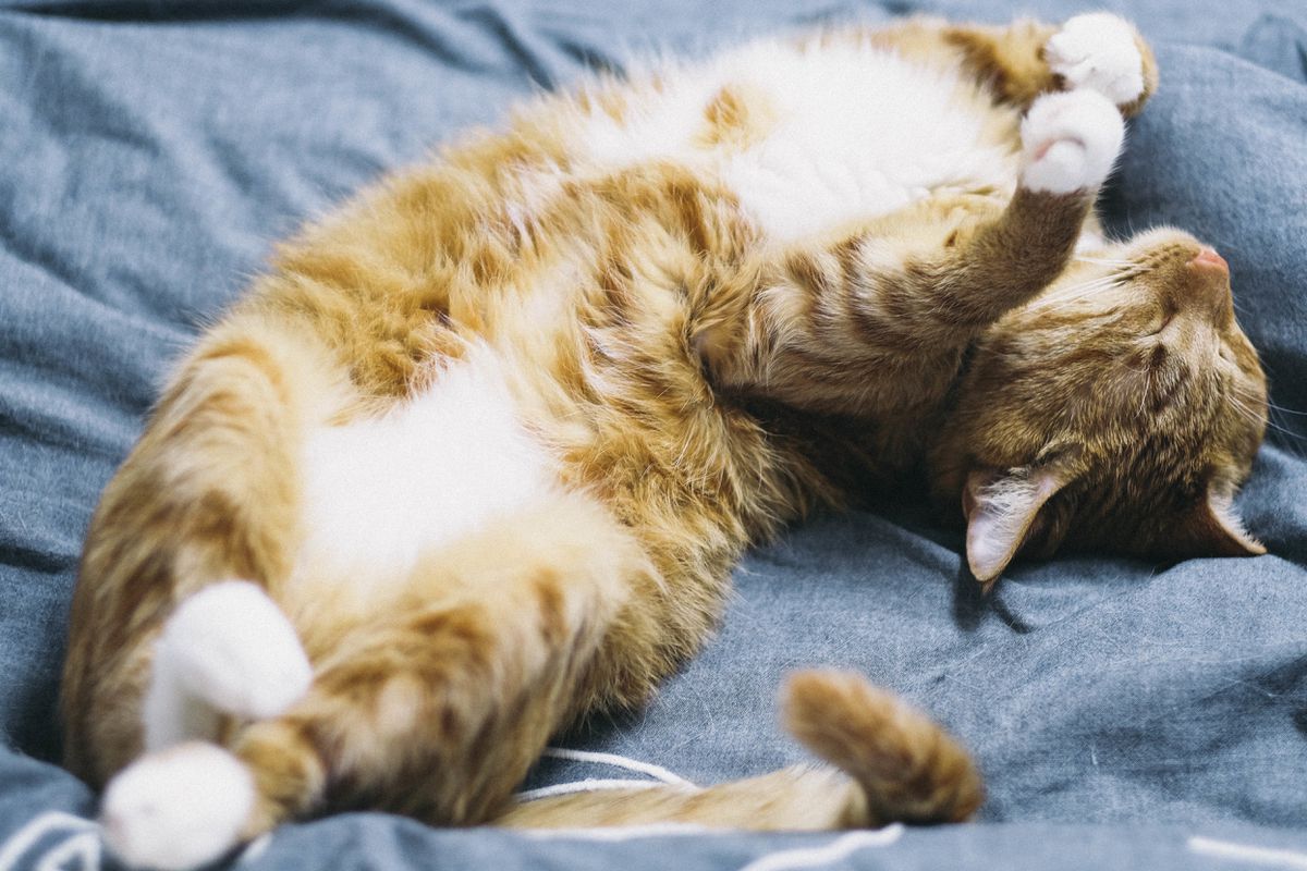 Що може розповісти про вашого вихованця положення тіла, у якому він спить. Положення тіла домашніх тварин під час сну має певне значення.
