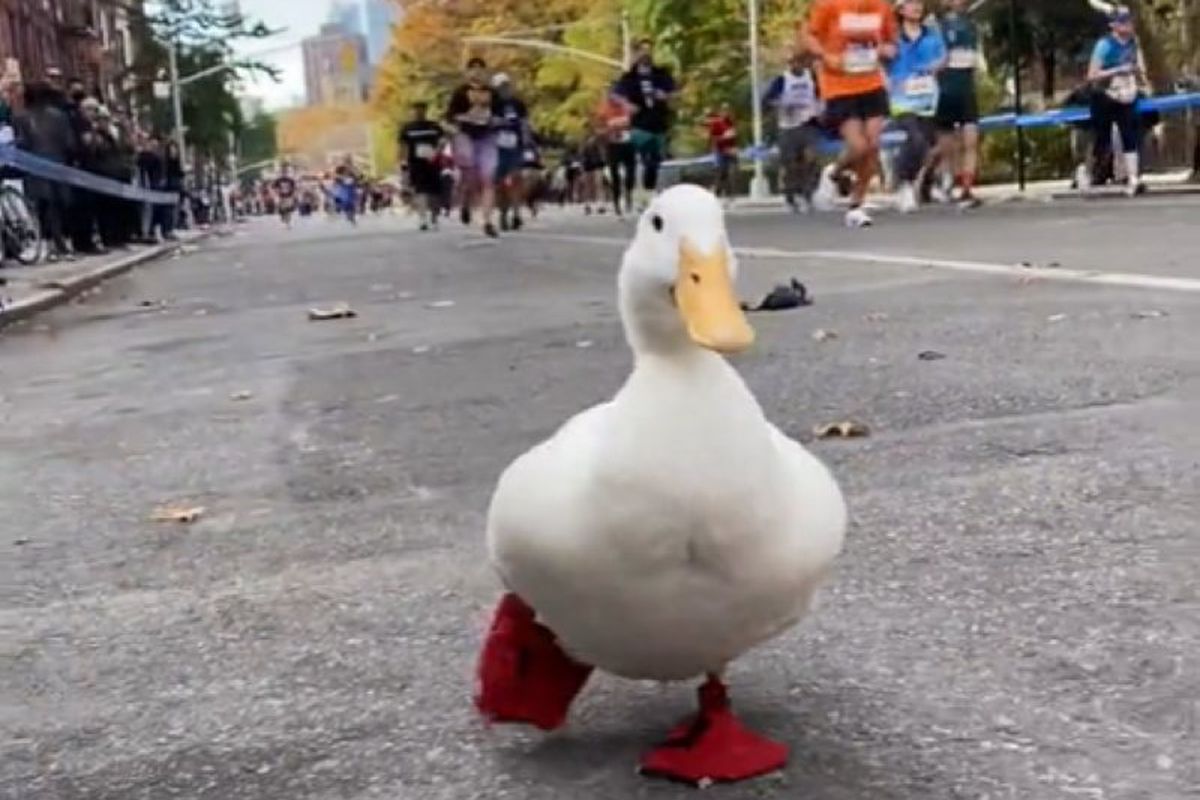Качка взяла участь у Нью-Йоркському марафоні разом із учасниками забігу. Їй навіть зробили для забігу спеціальні черевики.