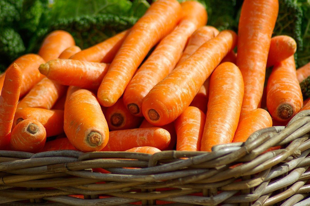 Як знезаразити моркву під час зберігання за допомогою золи або крейди. Мінімізувати ризик розвитку грибків дуже легко.