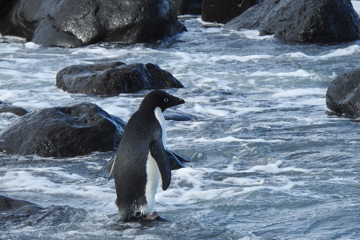 Пінгвін з Антарктики подолав 3000 км і потрапив до Нової Зеландії. Спочатку його прийняли за м'яку іграшку.