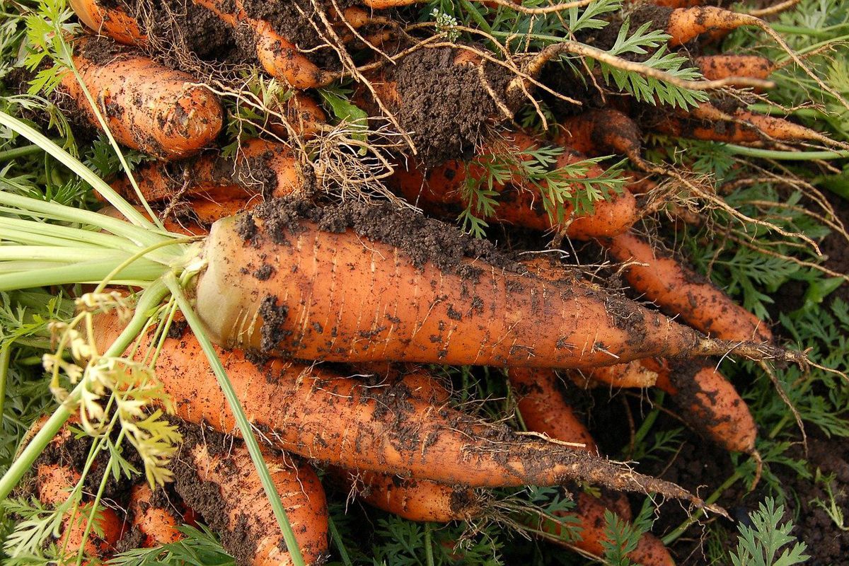 Морква гірка, з трав'янистим присмаком: які помилки були допущені при вирощувані. Чого не варто робити в наступному сезоні, щоб неприємність не повторилася.