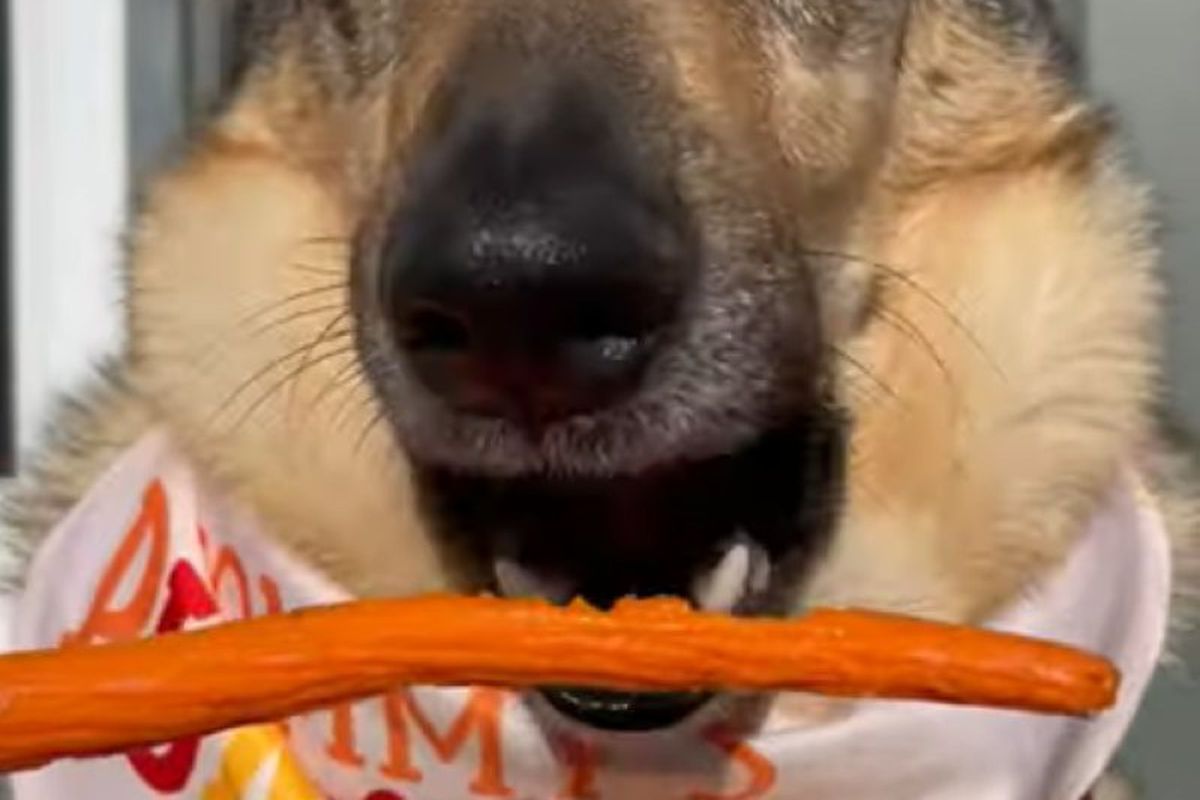 Мережу підкорила собака, яка обожнює ласувати морквою. Захоплюючі кадри.