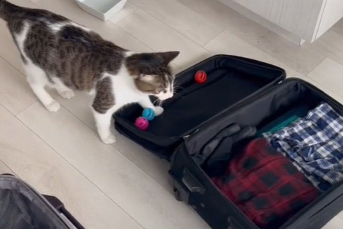 Котик, що складає іграшки у валізу господині, закохав в себе інтернет. Вихованець зібрався у відрядження.