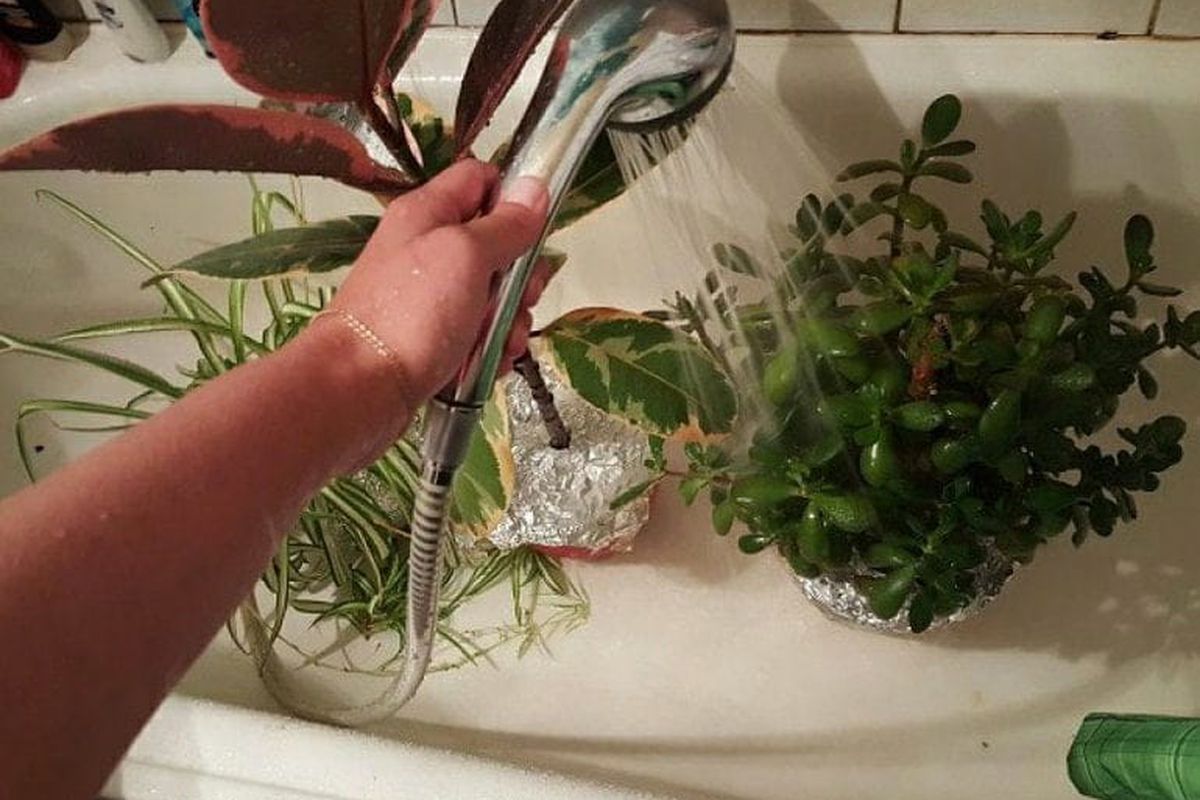 Теплий душ для кімнатних рослин: помилки, які можуть нашкодити зеленим вихованцям. Термо-процедури зможуть поліпшити стан квітів і їх зовнішній вигляд.