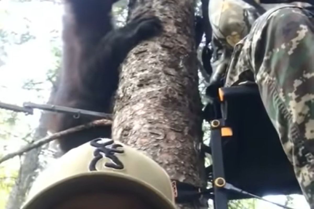 Унікальні кадри були зняті чоловіками у лісі на дереві, коли до них приєдналися ведмежата. Добре, що поруч не було ведмедиці.