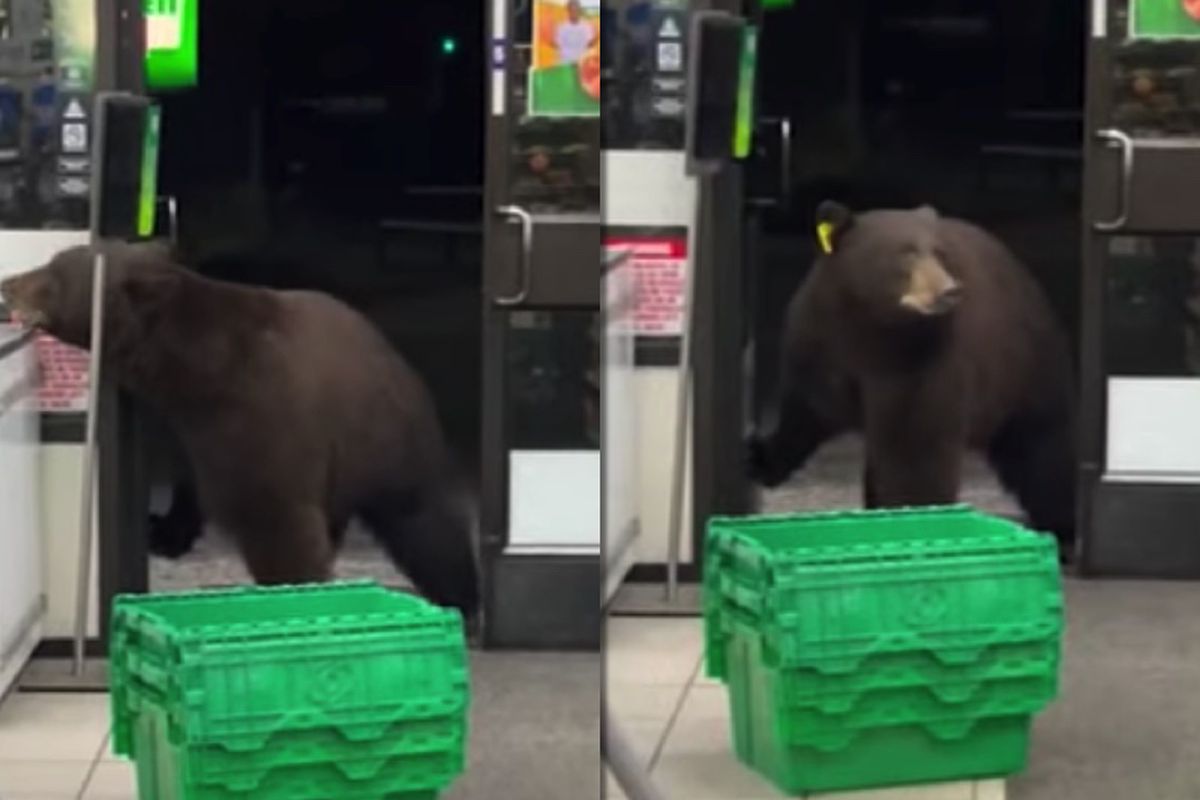 Ведмідь, в пошуках їжі, завітав в магазин і навіть продезінфікував собі ніс. Працівниця супермаркету не на жарт налякалась.