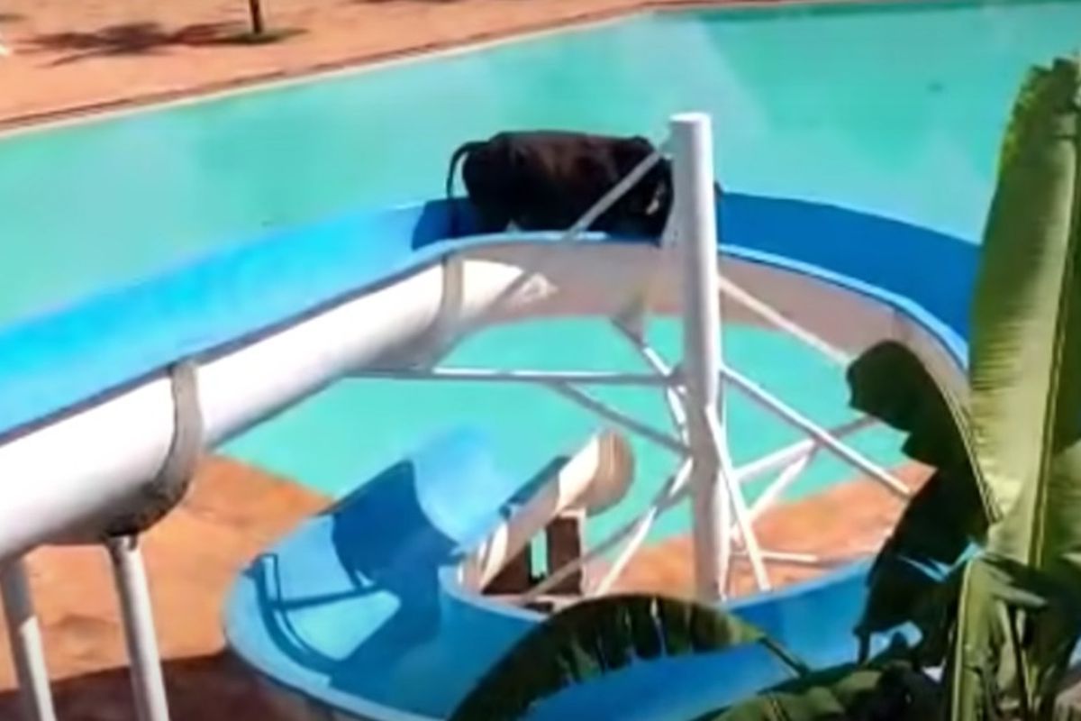 Корова втекла з ранчо, щоб покататися на гірці у басейну. Кумедне відео пустунки.