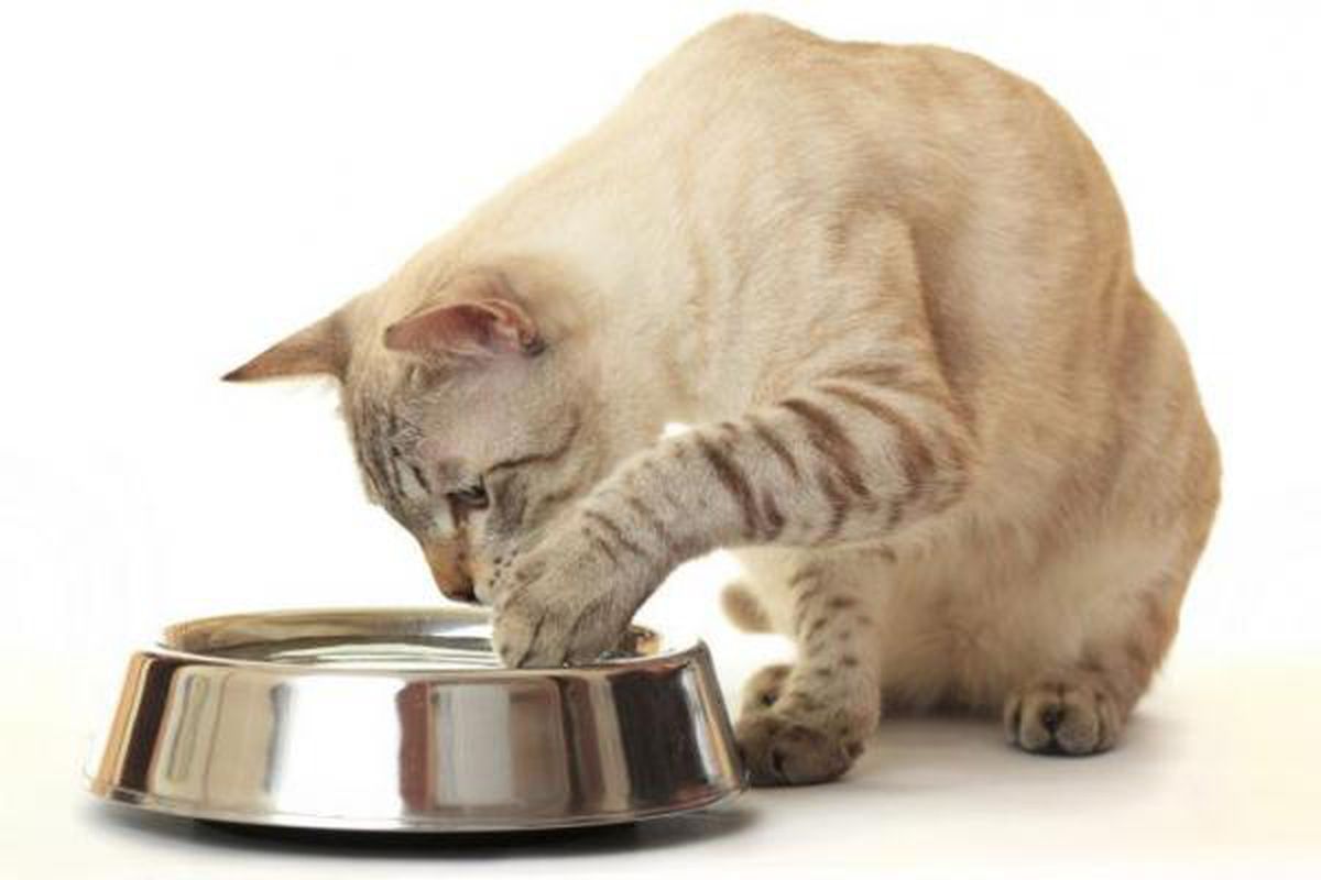 З якою метою кішки намагаються занурювати свої лапки у миску з водою. Кішки не без приводу занурюють лапи у ємність з водою.