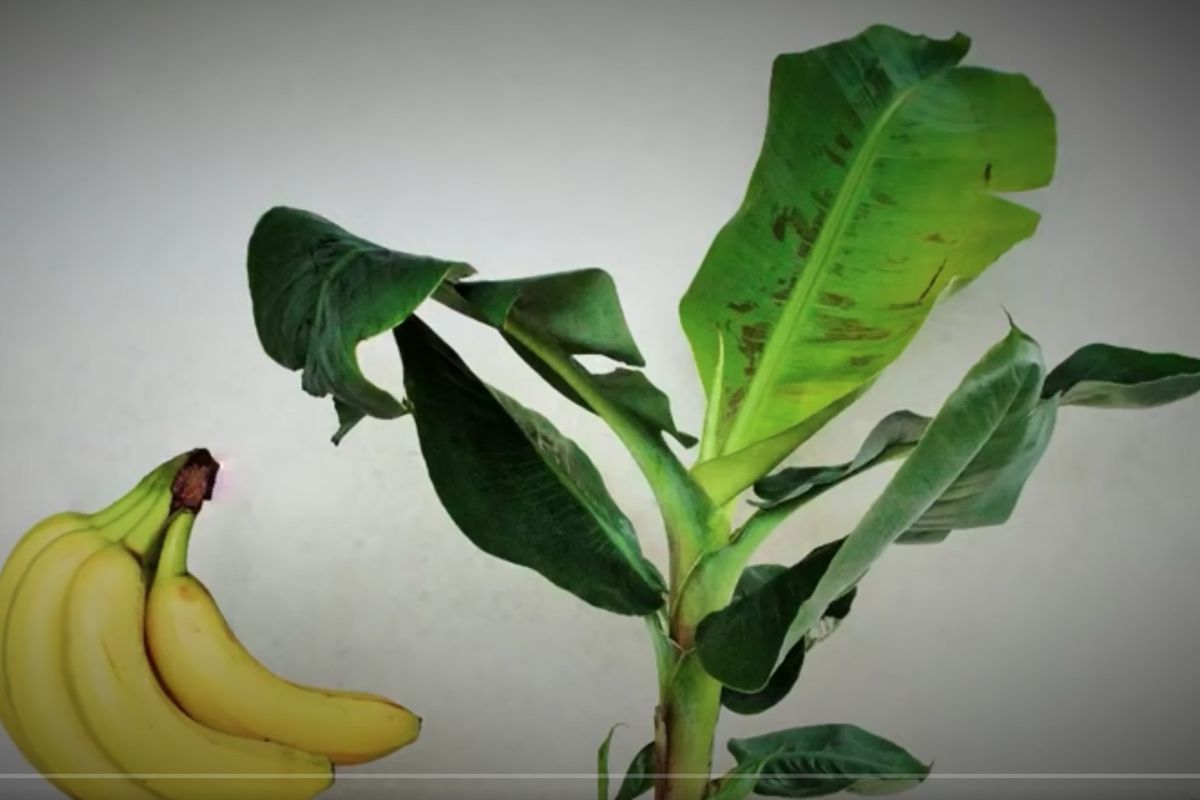 Как укрыть банановую пальму на зиму