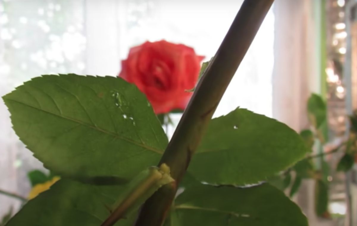 Як укорінити троянди з букета — дієвий та простий метод. Це цілком можливо.