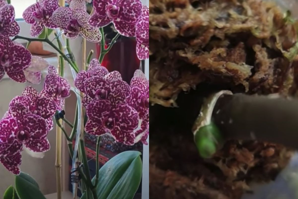 Простий спосіб пробудити сплячі бруньки на квітконосі орхідеї. Це просто і доступно кожному.
