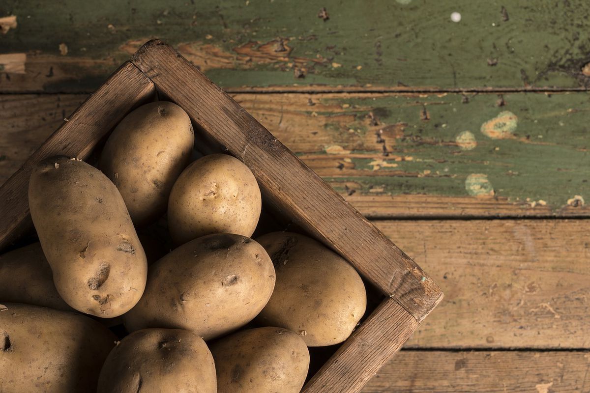 Як правильно зберігати картоплю в будинку або квартирі. Картоплю можна зберегти до весни не лише у будинку, а й у квартирі.