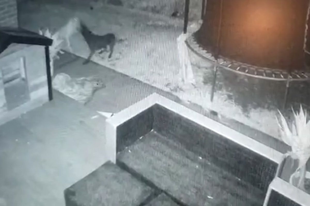 Камера відеоспостереження зняла гру собаки із примарою. Власник будинку не знає, як це пояснити.