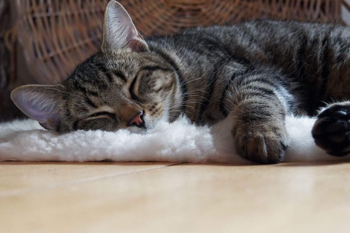 Як розтлумачити позу, у якій спить ваша кішка. Кожне положення тіла кішки під час сну має своє значення.