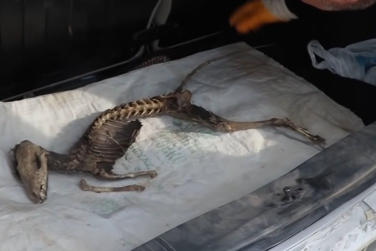 В Туреччині під час розкопок було виявлено скелет загадкової тварини. Вчені будуть детально досліджувати останки.