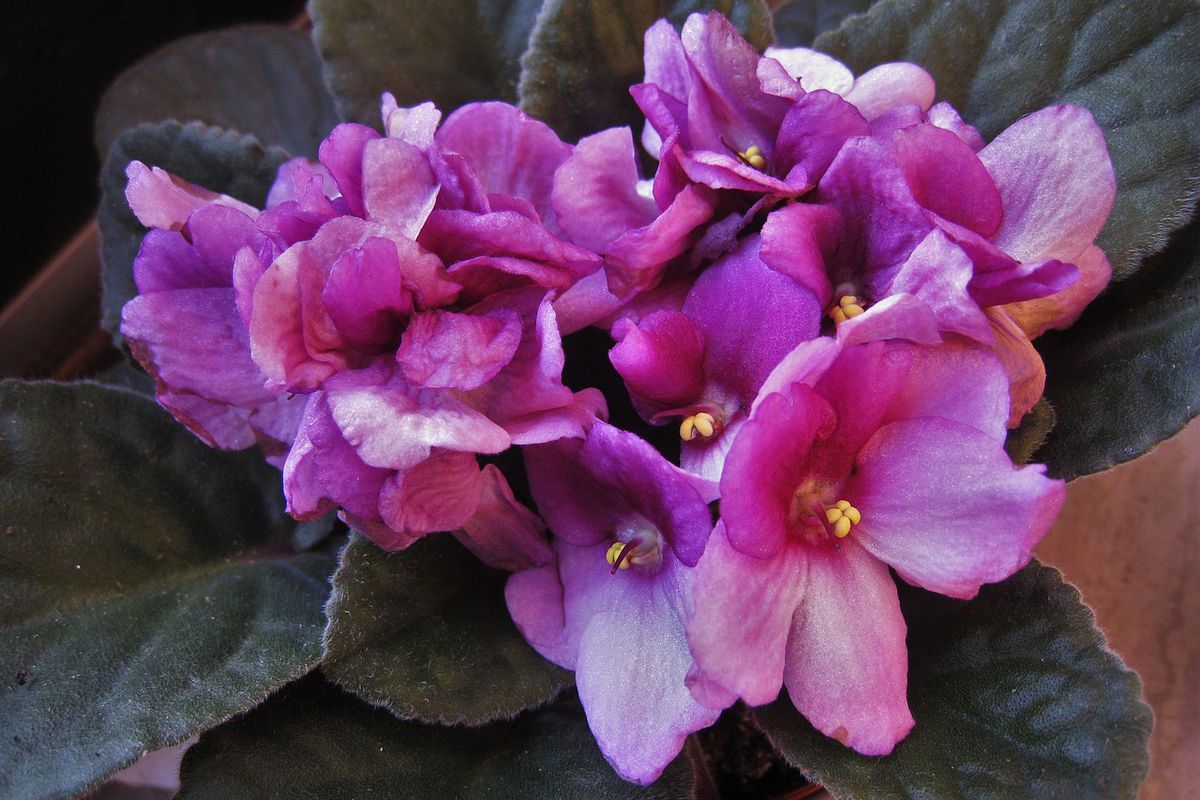 Як змусити фіалку пишно цвісти — лайфхак для садівників. Секрети досвідчених квітникарів.
