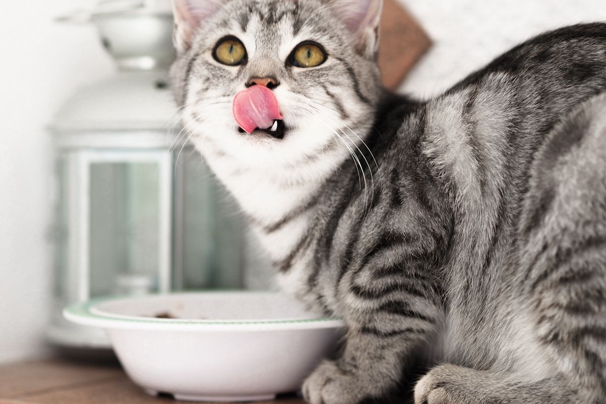 Як правильно годувати котів курячою печінкою, щоб не нашкодити здоров'ю тварини. Збалансоване харчування — запорука здоров'я домашнього улюбленця.