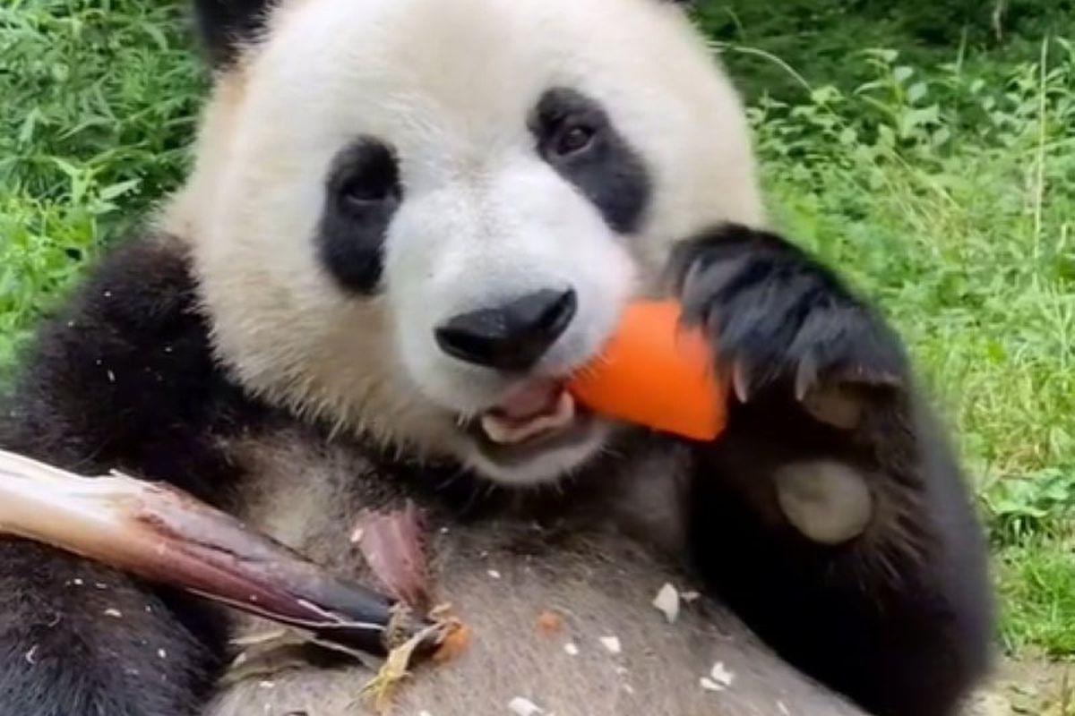 Відео із забавними пандами, які точно змусять вас посміхнутися, а може, і посміятися. Тварини, які поводяться, як діти.