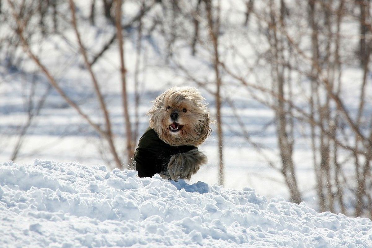 Як захистити собаку від холоду та морозу взимку. Декілька корисних порад.