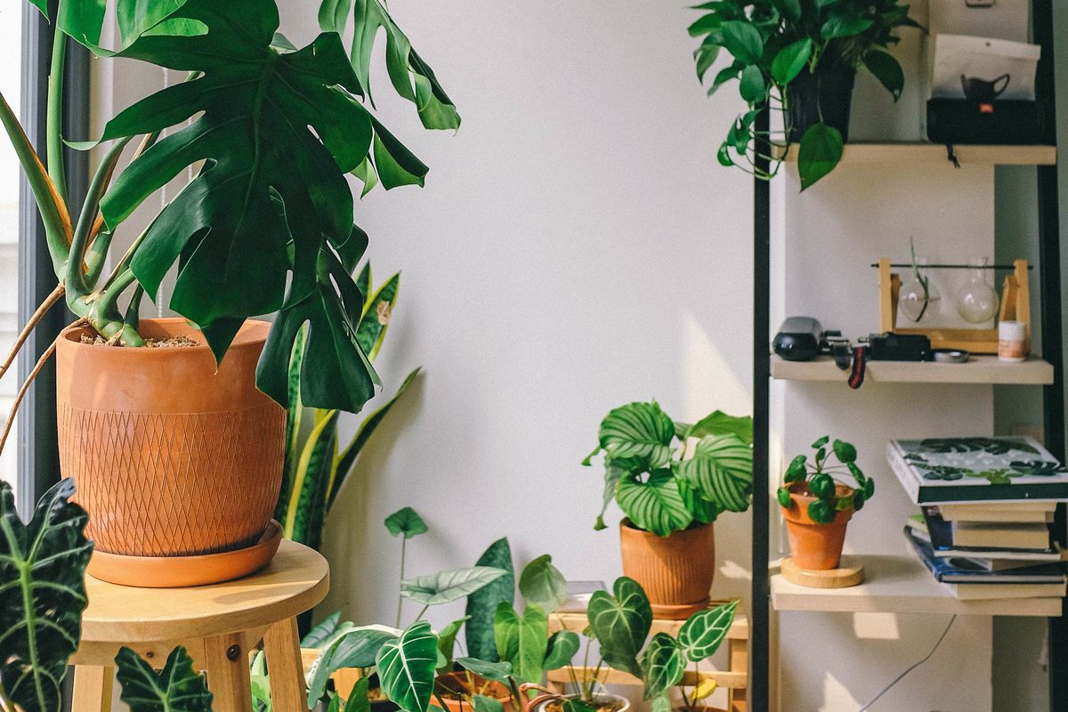 Декілька сигналів про те, що вашим кімнатним рослинам потрібно більше сонячного світла. Ось декілька порад, що робити.