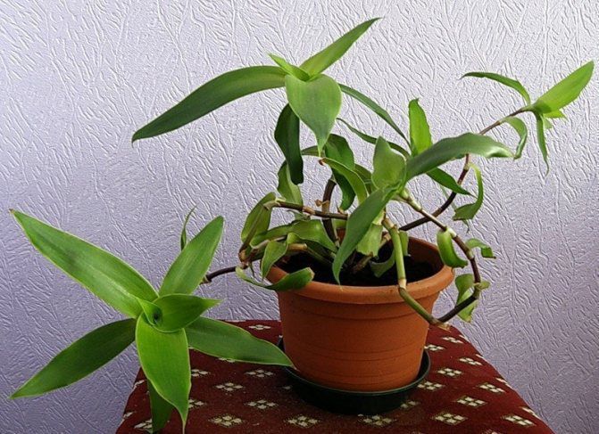 Ці 9 кімнатних рослин мають цілющі властивості. Багато кімнатних рослин мають лікувальні властивості.