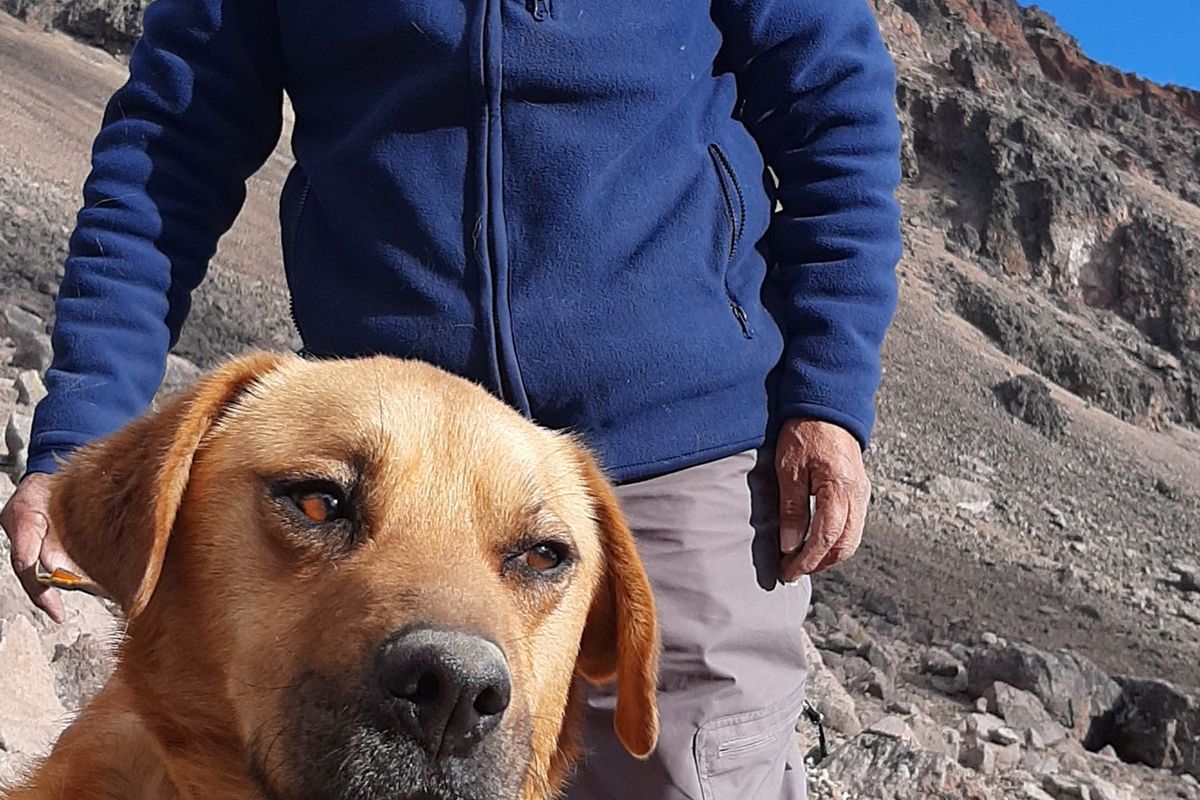 Мексиканські альпіністи піднялися на найвищий вулкан країни, щоб врятувати собаку. «Добросердечні» туристи кинули пса на висоті 5636 м.
