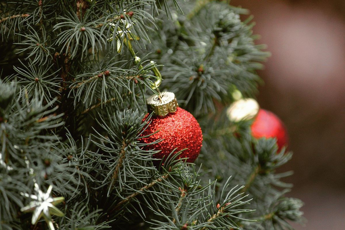 Поради щодо вибору ідеальної живої новорічної ялинки. Що треба врахувати, щоб дерево не принесло розчарування.