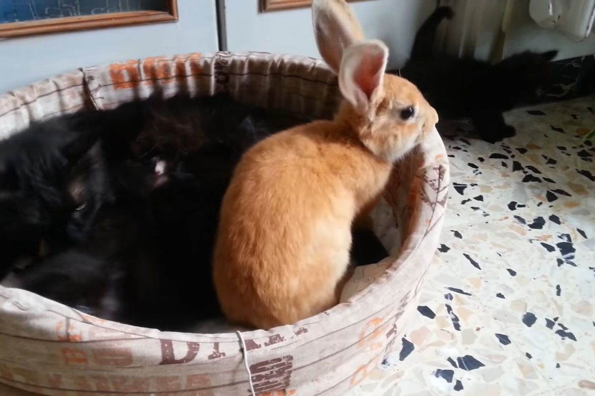 Відео, на якому п'ятеро кошенят грають з кроликом, потішило глядачів. Гризуну подобається дружити з пухнастиками.