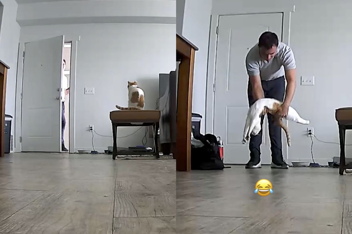 Цей наймиліший приклад доводить що коти все-таки чекають господарів після роботи. Кішки нітрохи не гірше собак.