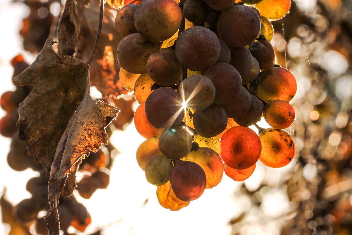 Чому вимерзає укритий на зиму виноград: прикрі помилки дачників. Попри укриття, виноград нерідко за зиму вимерзає.