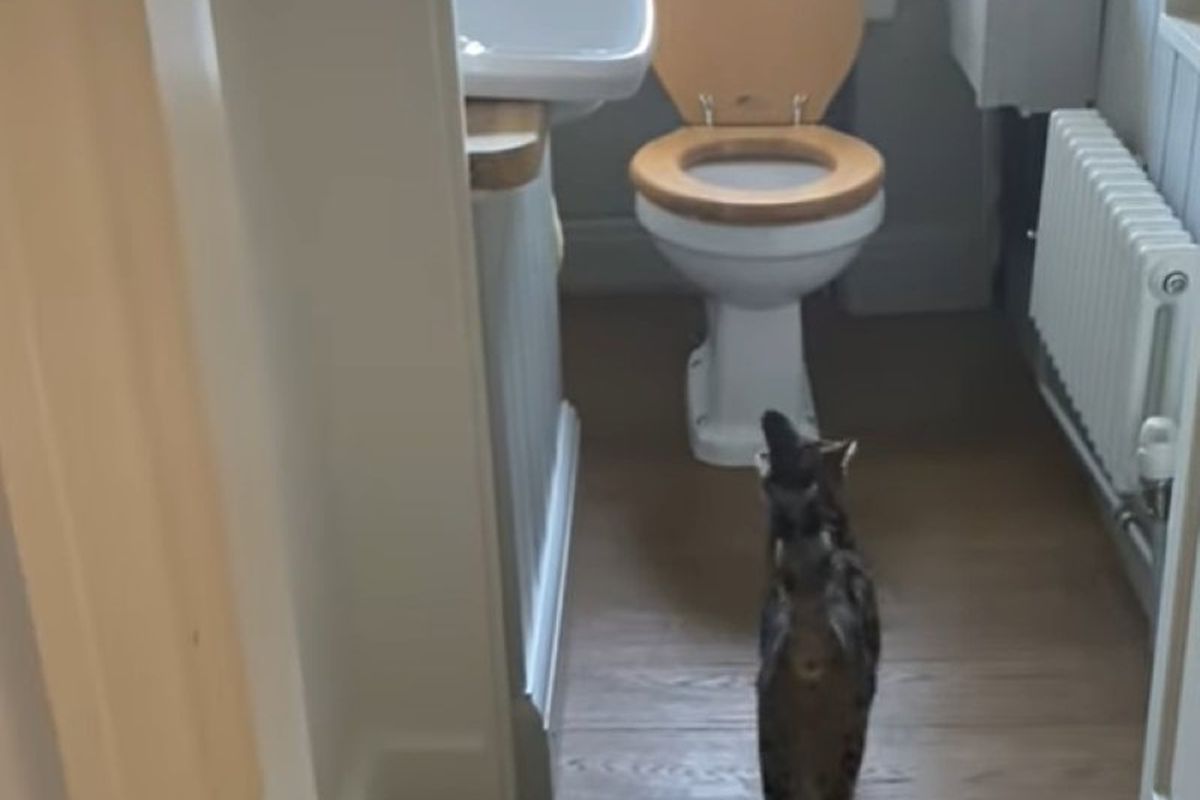 Сім'я з Англії виявила, що їх кішка вміє користуватися туалетом для людей. Родина була дуже здивована здібностями своєї вихованки.
