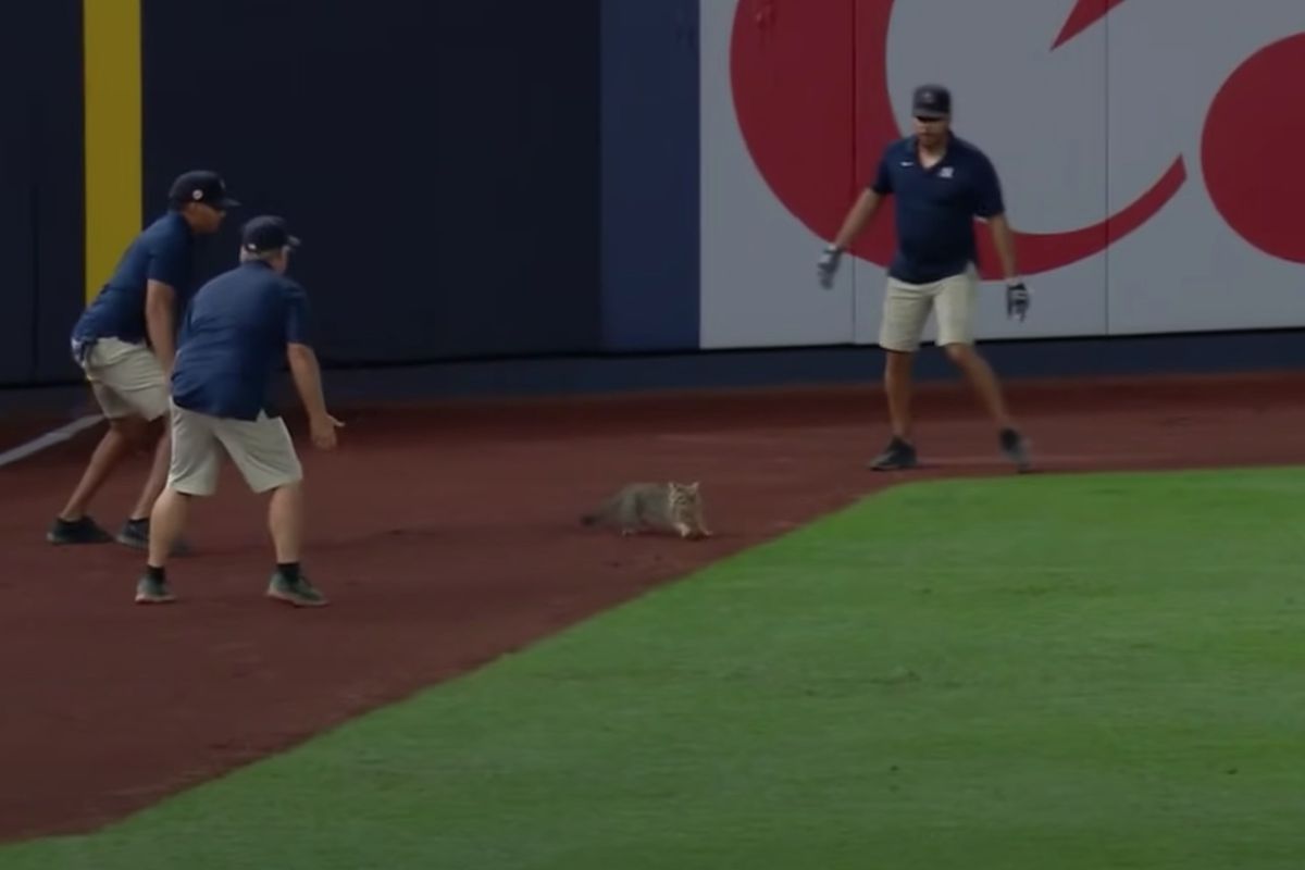 Кіт увірвався на поле під час бейсбольного матчу і витворяв таке, що трибуни кричали від захвату. В Америці подивитися гру приходять навіть коти.