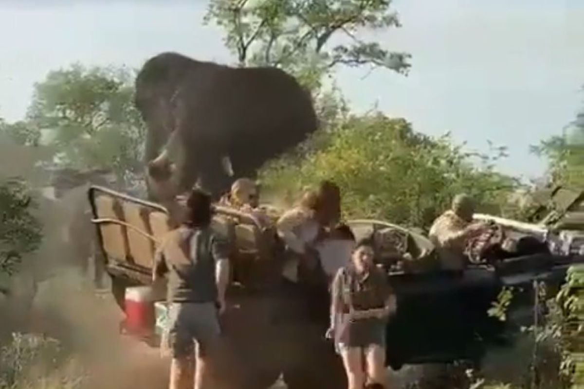 На відео потрапила втеча туристів від слона під час сафарі на півдні Африки. Цікава пригода перетворилася в треш.