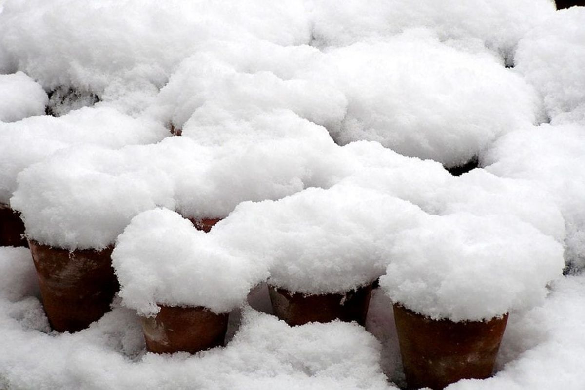 Корисні поради щодо стратифікації насіння багаторічників у саду під снігом. Стратифікацію насіння багаторічників можна здійснювати під снігом.