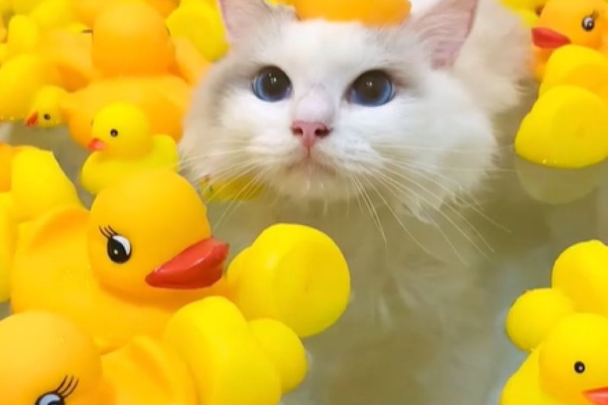 Білосніжний кіт, який любить купатися у ванні, став зіркою Інстаграму. Він із задоволенням купається у ванні.
