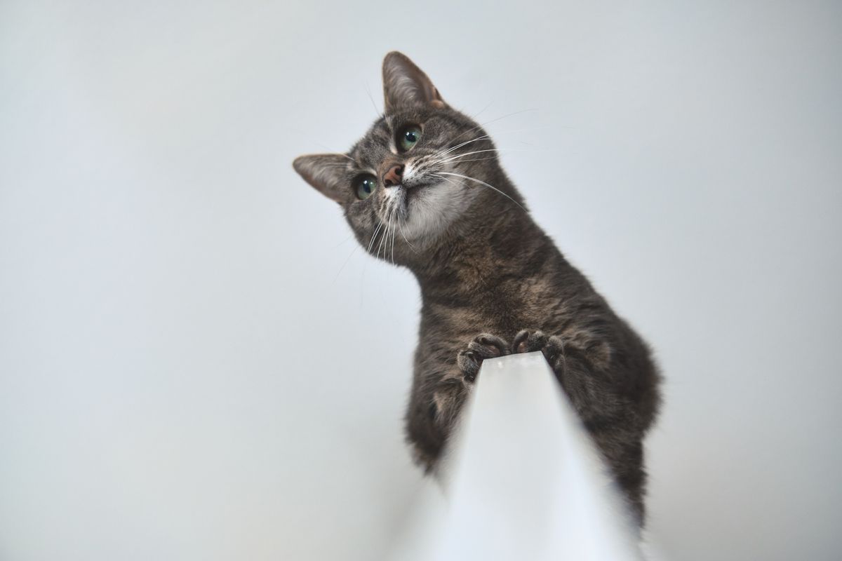 Вчені відповіли, чому коти піднімають попу, коли їх гладять — досить несподівано. Кіт, на відміну від собаки, істота абсолютно непередбачувана.